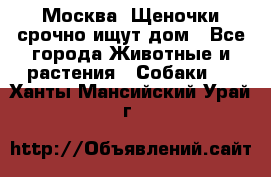 Москва! Щеночки срочно ищут дом - Все города Животные и растения » Собаки   . Ханты-Мансийский,Урай г.